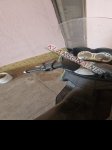 продам Aprilia ATLANTIC 300 в пмр  фото 1